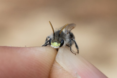 Andrena wellesleyana