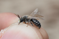 Andrena wellesleyana