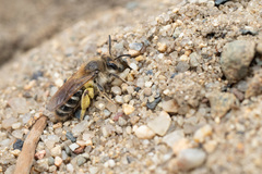 Andrena wellesleyana