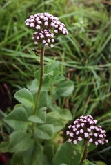 Gyptis lanigera