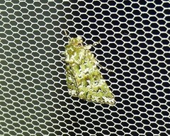 Thalatha bryochlora