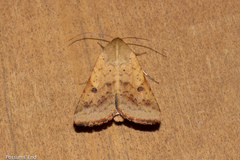 Helicoverpa armigera conferta