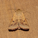 Cotton Bollworm Moth - Photo (c) Possums' End, some rights reserved (CC BY), uploaded by Possums' End