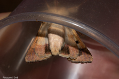 Helicoverpa armigera conferta