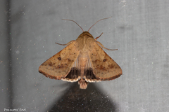 Helicoverpa armigera conferta