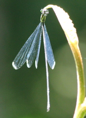 Mecistogaster modesta