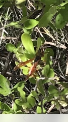 Mischocyttarus flavitarsis