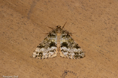 Pseudocoremia lactiflua