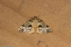 Pseudocoremia lactiflua