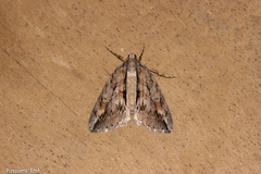 Pseudocoremia lupinata