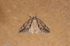 Pseudocoremia lupinata