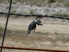 Scarabaeus cicatricosus