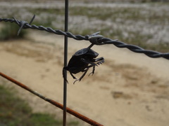 Scarabaeus cicatricosus