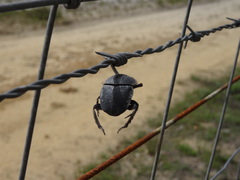 Scarabaeus cicatricosus