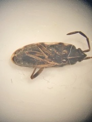 Scolopostethus decoratus