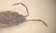 Scolopostethus decoratus