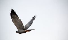 Melierax poliopterus