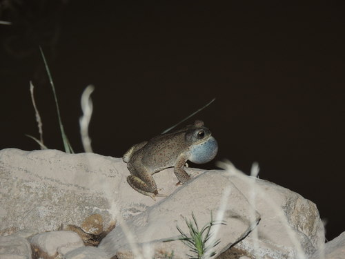 Red-spotted Toad