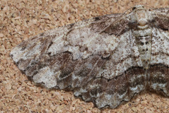 Ectropis bispinaria