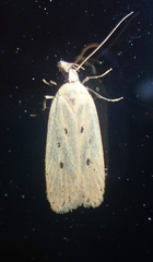 Nothris verbascella