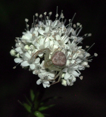 Valeriana uliginosa