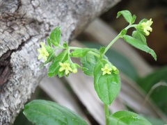 Lithospermum tuberosum
