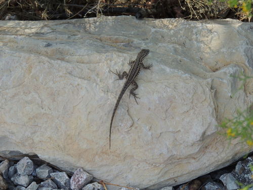 Common Side-blotched Lizard