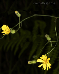 Hieracium paniculatum