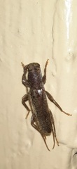 Geropa concolor