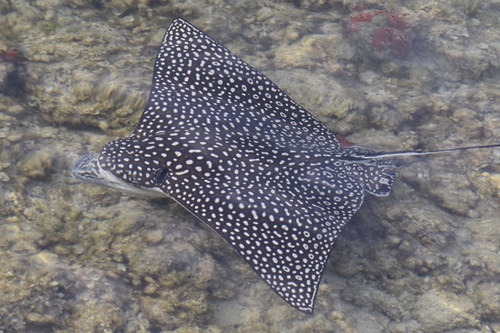 Spotted Eagle Ray
