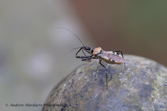 Biasticus abdominalis