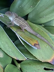 Anolis sagrei