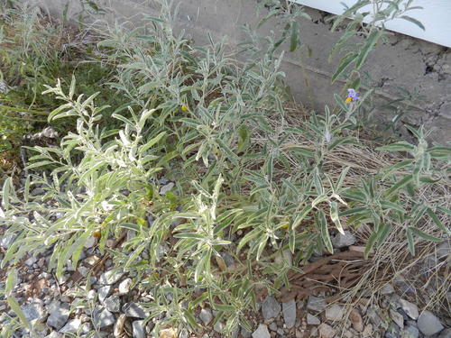 silverleaf nightshade (Solanum elaeagnifolium)