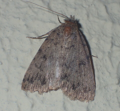 Autophila cataphanes