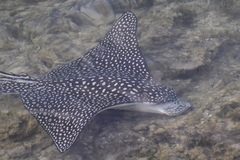 Spotted Eagle Ray photo 4
