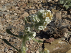 Oreocarya hoffmannii