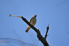 Buteo lineatus