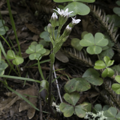 Petasites frigidus palmatus