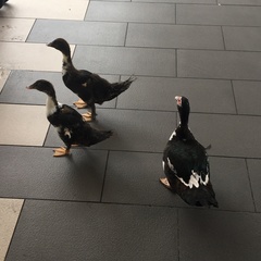 Cairina moschata domestica