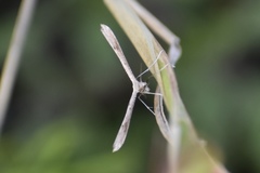 Lioptilodes albistriolatus