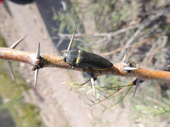 Hippomelas sphenicus