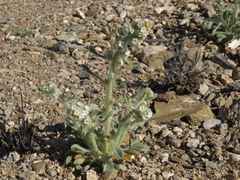 Oreocarya hoffmannii