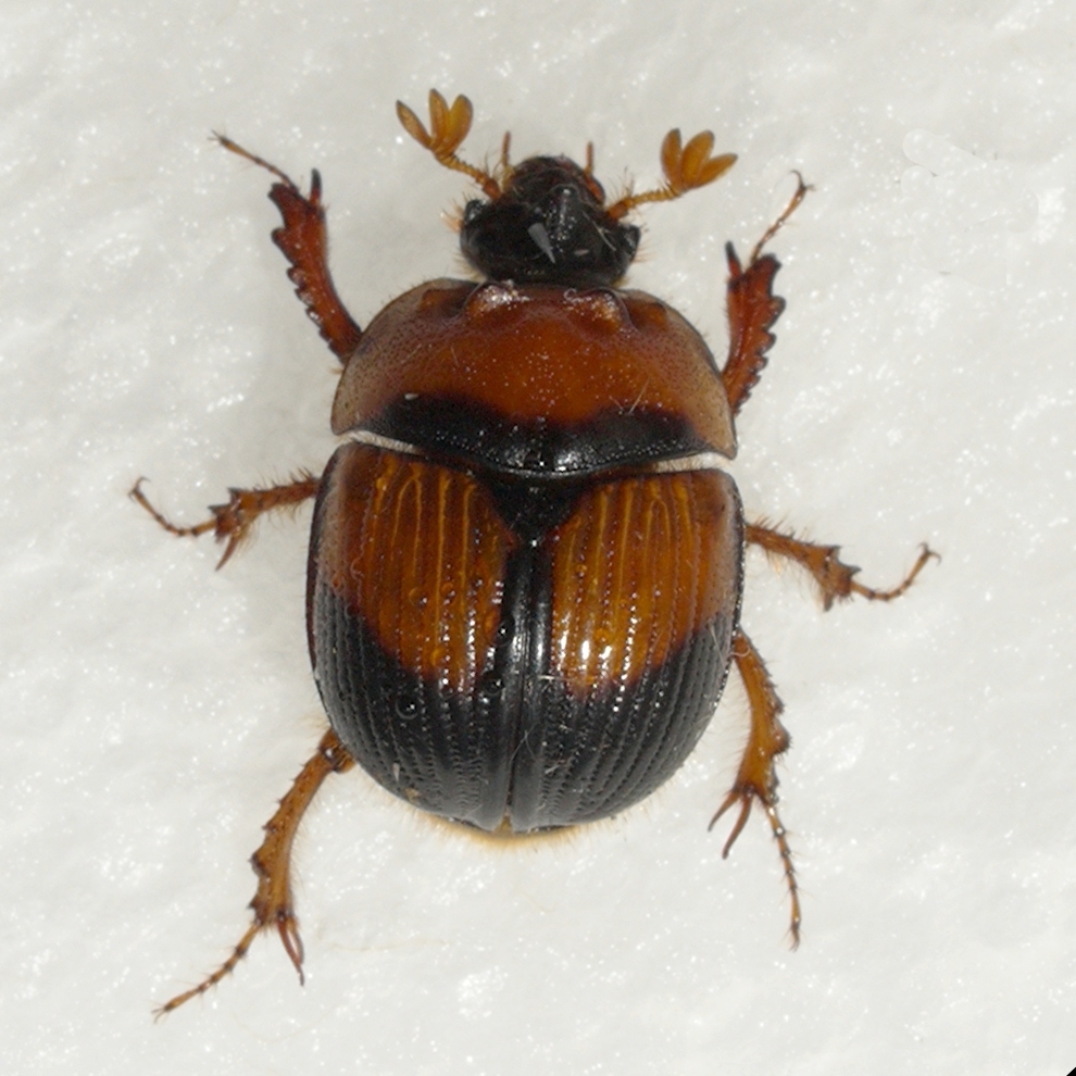 Bruner's Earth-boring Scarab Beetle