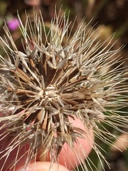 Microseris douglasii douglasii