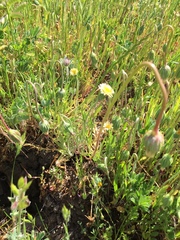 Microseris douglasii douglasii