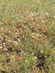 Microseris douglasii douglasii