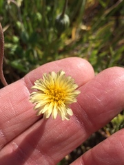 Microseris douglasii douglasii