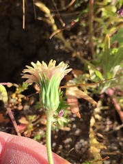 Microseris douglasii douglasii