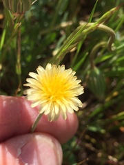 Microseris douglasii douglasii