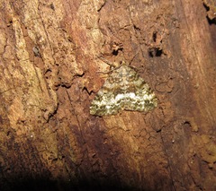 Pseudocoremia lactiflua